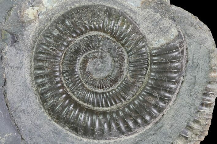 Dactylioceras Ammonite Fossil - England #84909